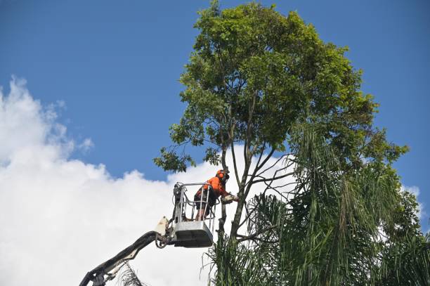 Best Hazardous Tree Removal  in Odessa, FL